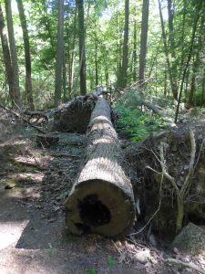 Rothrock State Forest, State College PA