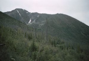 Brandfläche 1935, Lawinenzüge: Erlen, Aspen, Weiden, Redding Creek, B.C.