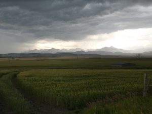 Frank--Cowley AB