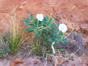 Durango--Monument Valley