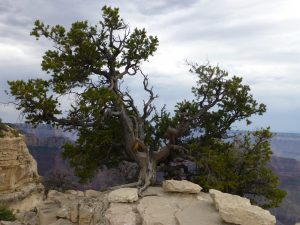 Grand Canyon Nort Rim