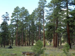 Grand Canyon North Rim, Walhalla Plateau