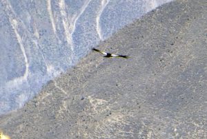 Colca Canyon, Cruz del Condor,