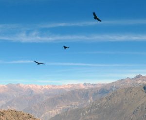 Colca Canyon, Cruz del Condor,