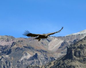 Colca Canyon, Cruz del Condor,