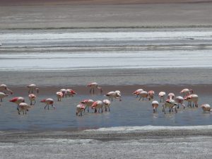 San Juan--Laguna colorada