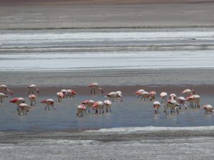 San Juan--Laguna colorada