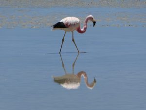 San Juan--Laguna colorada