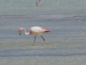 San Juan--Laguna colorada