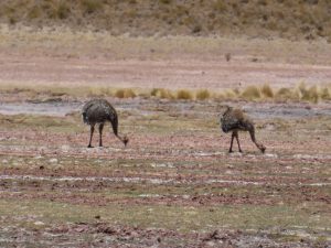 Huancar--Sey