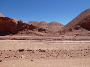 Salar Pocitos--Tolar Grande
