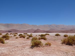 Salar Pocitos--Tolar Grande