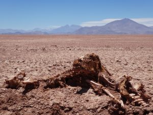 Tolar Grande Salar de Arizaro