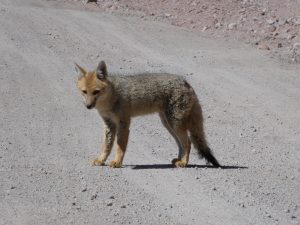 Abra de Acay