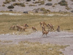 Villa Union--Laguna Brava