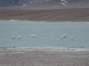 Laguna Brava