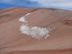 Laguna Brava--Vichina