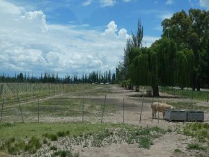Mendoza: Tapiz