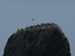 Shag Rocks