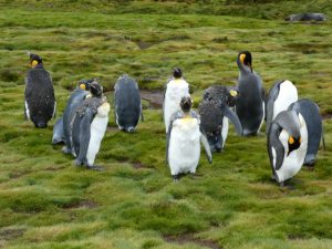 South Georgia: Stromness