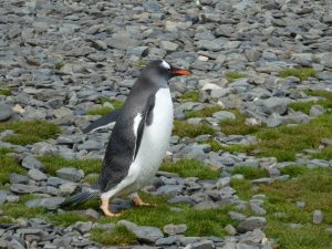 South Georgia: Stromness