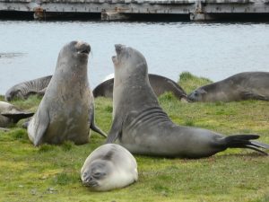 South Georgia: Grytviken