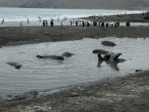 South Georgia: St-Andrews Bay