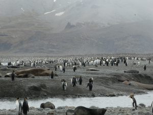 South Georgia: St-Andrews Bay