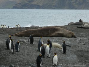 South Georgia: St-Andrews Bay