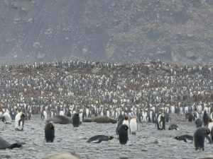 South Georgia: St-Andrews Bay