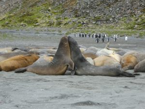 South Georgia: St-Andrews Bay