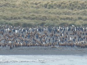 South Georgia: Gold Harbour