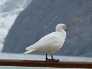 South Georgia: Drygalski Fjord