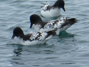 South Orkney Islands: Laurie Island, Base Naval Orcadas