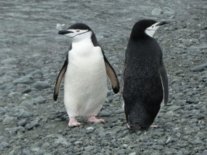 South Orkney Islands: Laurie Island, Base Naval Orcadas