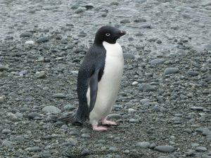 South Orkney Islands: Laurie Island, Base Naval Orcadas