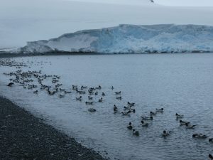 South Orkney Islands: Laurie Island, Base Naval Orcadas