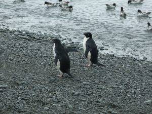 South Orkney Islands: Laurie Island, Base Naval Orcadas