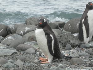 Penguin Island