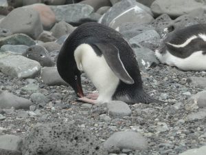 Penguin Island