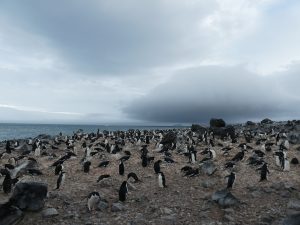 Penguin Island