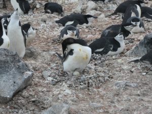 Penguin Island