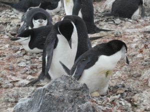 Penguin Island