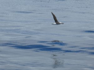 Drake Passage