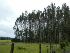 Panguipulli--Los Lagos